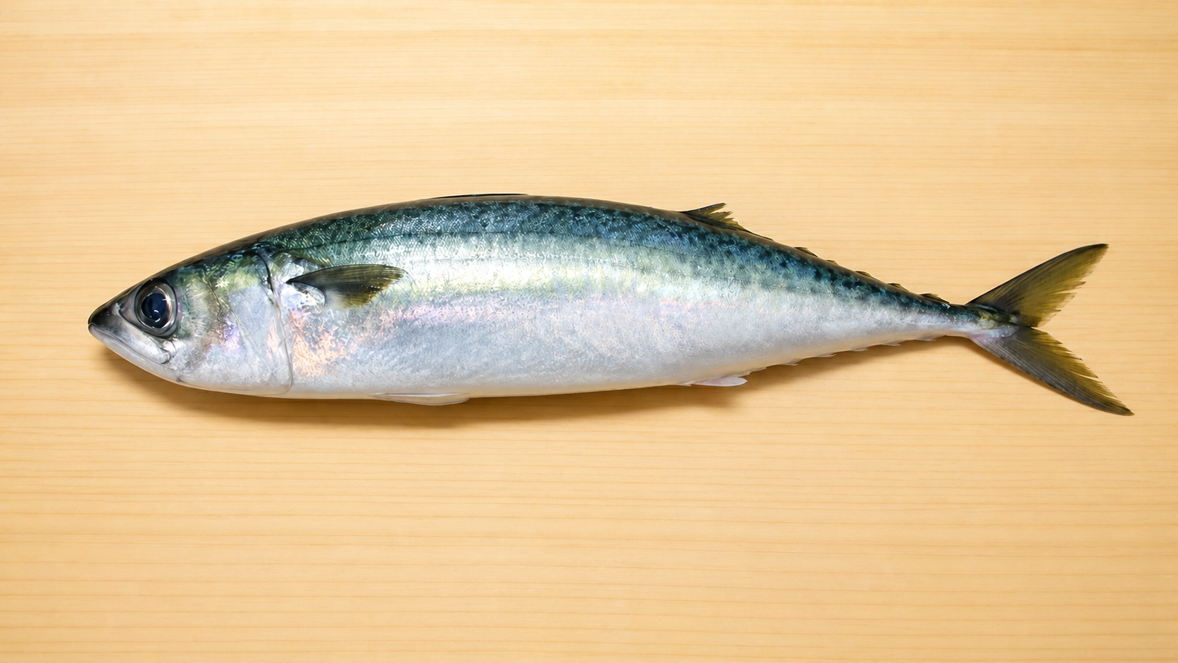 釣れた鯖の写真