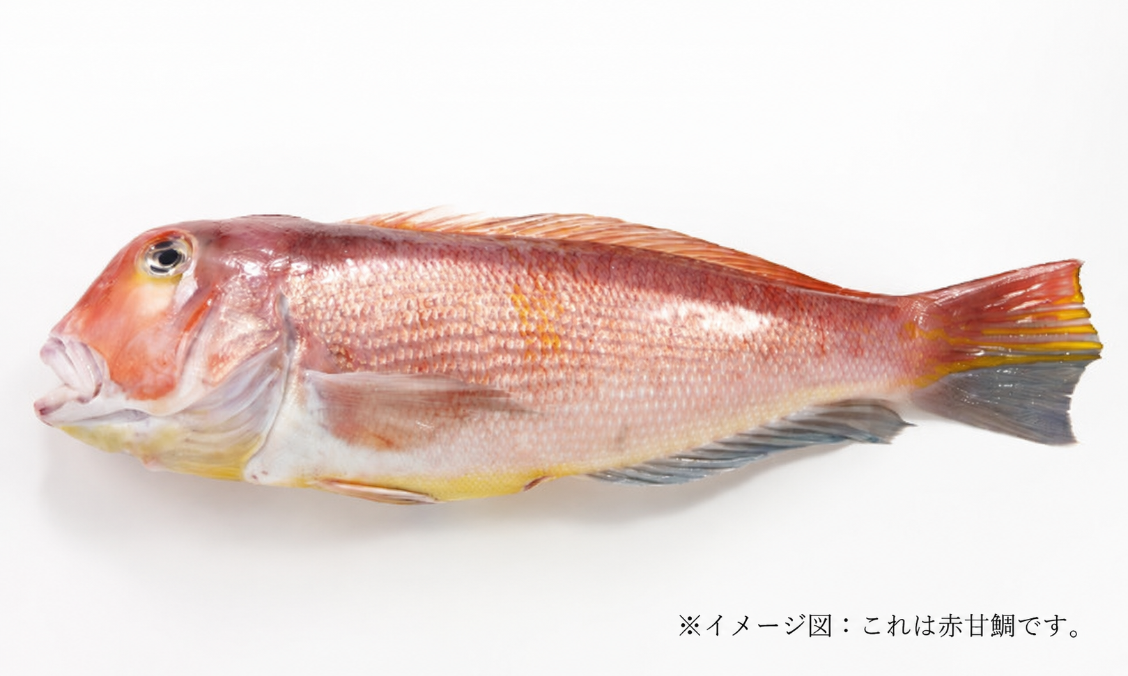 赤甘鯛