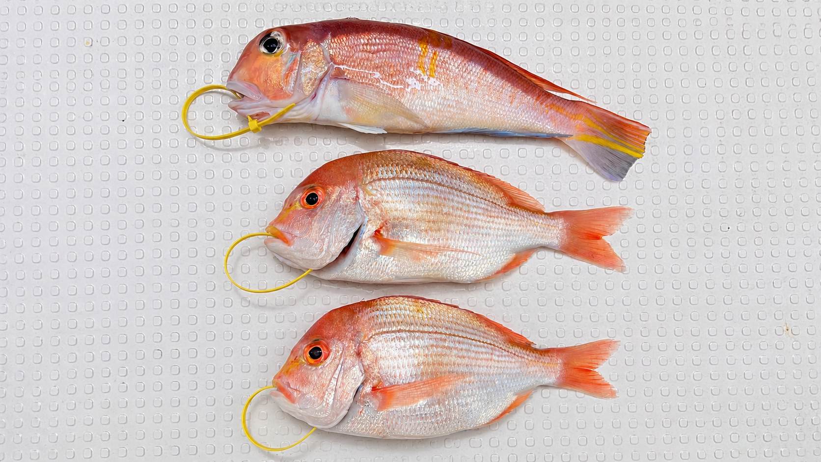 甘鯛1匹とレンコダイ2匹の釣果