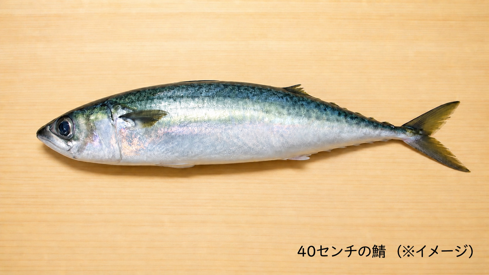 40センチのサバ(※イメージ)