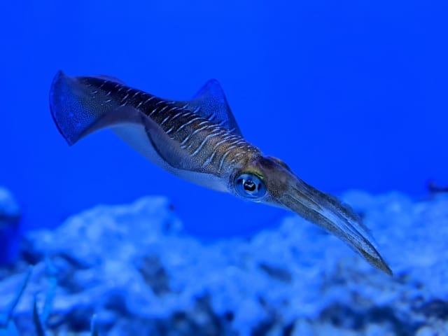 水中を泳ぐアオリイカ