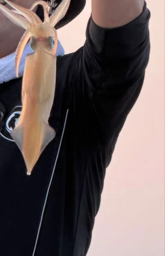 オモリグで釣れたケンサキイカ