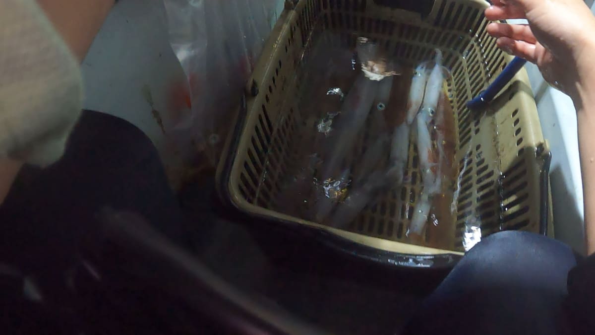 生け簀のかごの中に入れられた複数のケンサキイカ