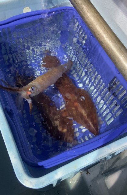 船の生け簀の中で泳ぐケンサキイカ