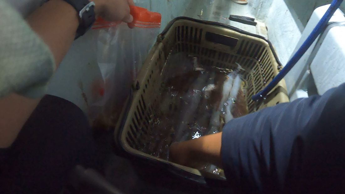 船の生け簀のかごから沖漬け用のイカを取り出すところ